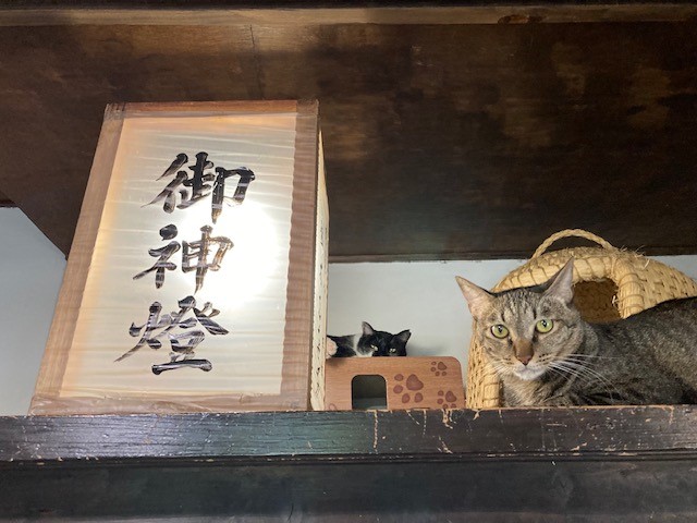 里親さがし猫カフェおっぽ様　脱走防止柵